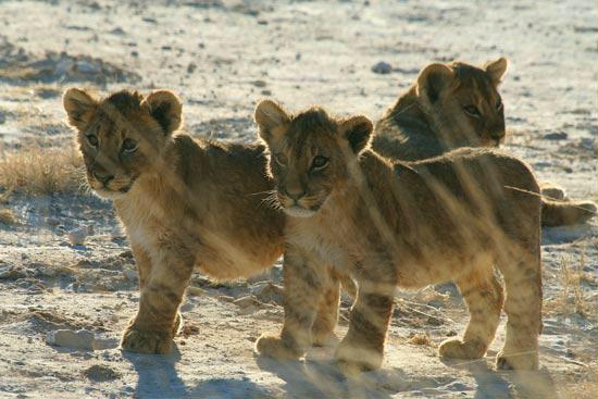 Lion cubs, Etosha, Namibia